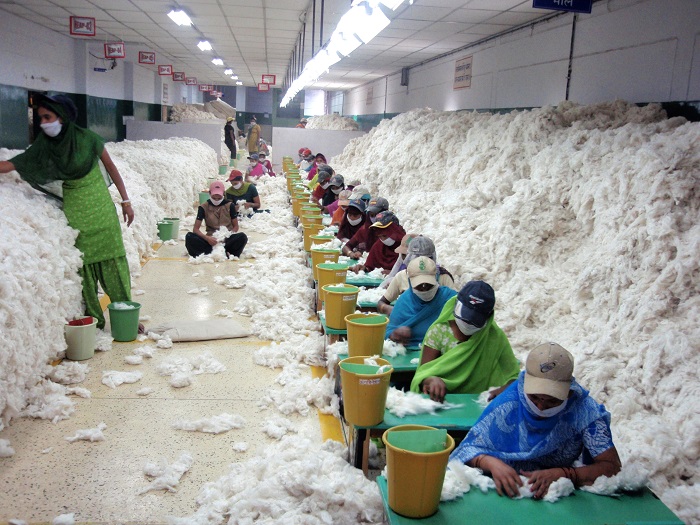 Proses pengolahan serat kapas menjadi tekstil